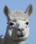 Caligula